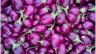 Brinjal In High Uric Acid: उच्च यूरीक एसिड के लिए कौन-कौन सी सब्जियाँ नहीं खानी चाहिए