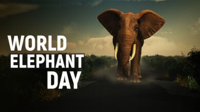 World Elephant Day: उत्तराखंड में हाथी एक चुनौती के साथ गर्व, आक्रामक व्यवहार और मानव-वन्यजीव संघर्ष की बढ़ती घटनाएँ