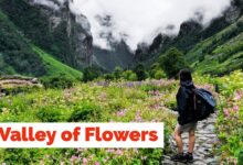 Valley of Flowers: 31 अक्टूबर तक कर सकेंगे फूलों की घाटी के दीदार, पर्यटकों की संख्या 19,425 पहुंची