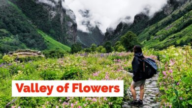 Valley of Flowers: 31 अक्टूबर तक कर सकेंगे फूलों की घाटी के दीदार, पर्यटकों की संख्या 19,425 पहुंची