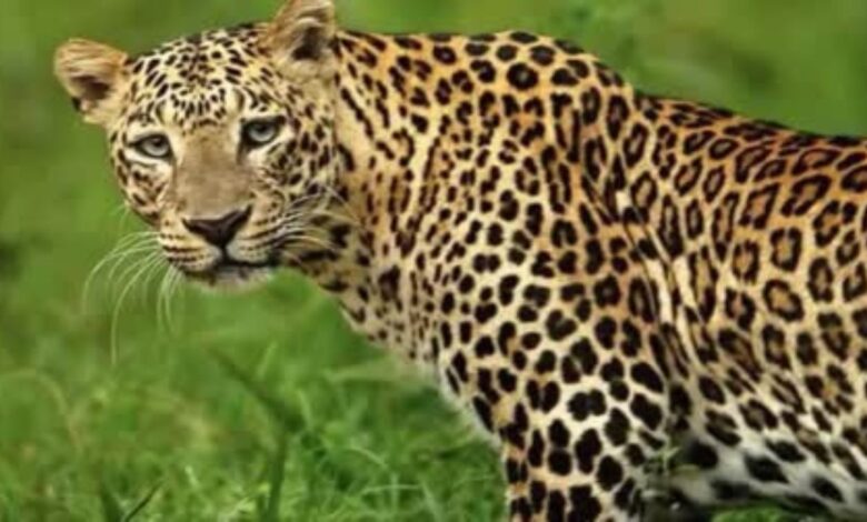 Leopard terror: टिहरी के हिंदाव क्षेत्र में स्कूलों में छुट्टी, आधी वार्षिक परीक्षाएं स्थगित