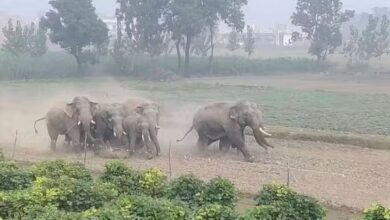 Haridwar: गाडोवाली में तेज़ रफ्तार से खेतों में दौड़े हाथियों का झुंड, मची अफरातफरी