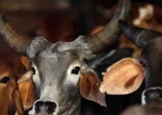 Dehradun: गौवंश कटान करने वाले 3 तस्कर मुठभेड़ में गिरफ्तार