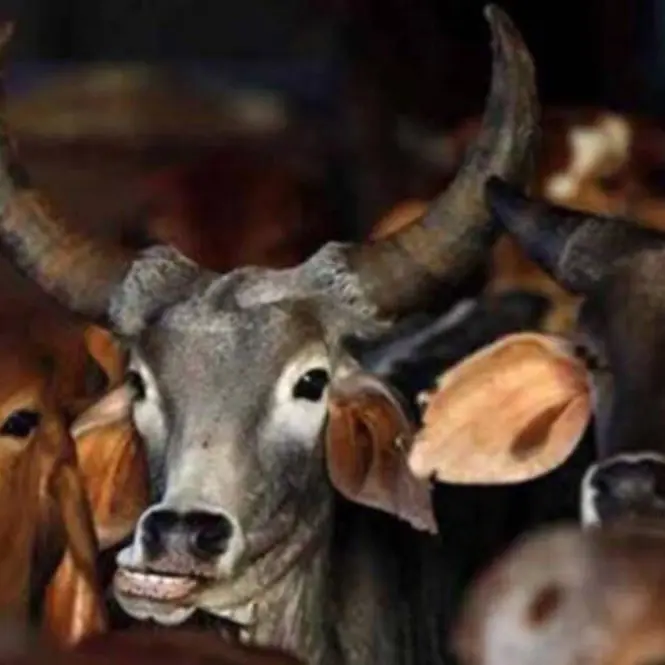 Dehradun: गौवंश कटान करने वाले 3 तस्कर मुठभेड़ में गिरफ्तार